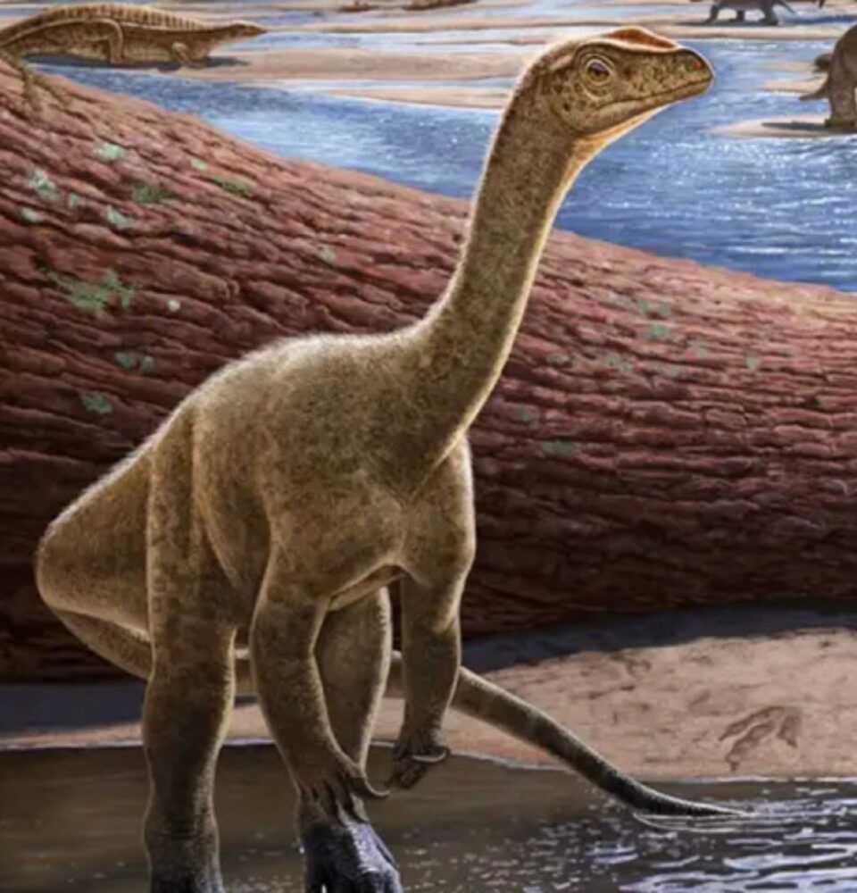 Dinossauro africano mais antigo é descoberto - Nerdizmo